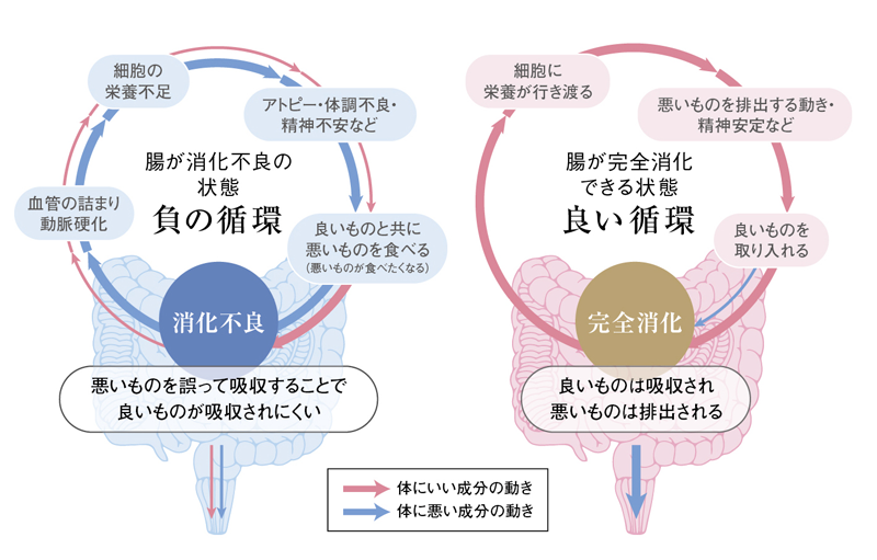 digestionsystem